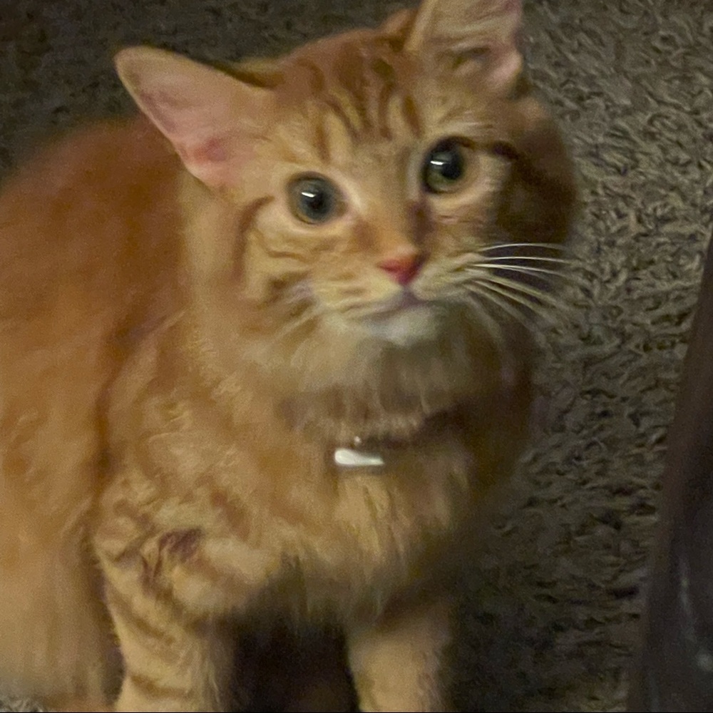 Meet your Posher, Kendell